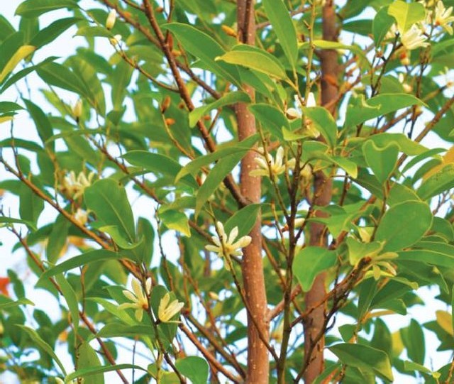 臺中都會公園 烏心石