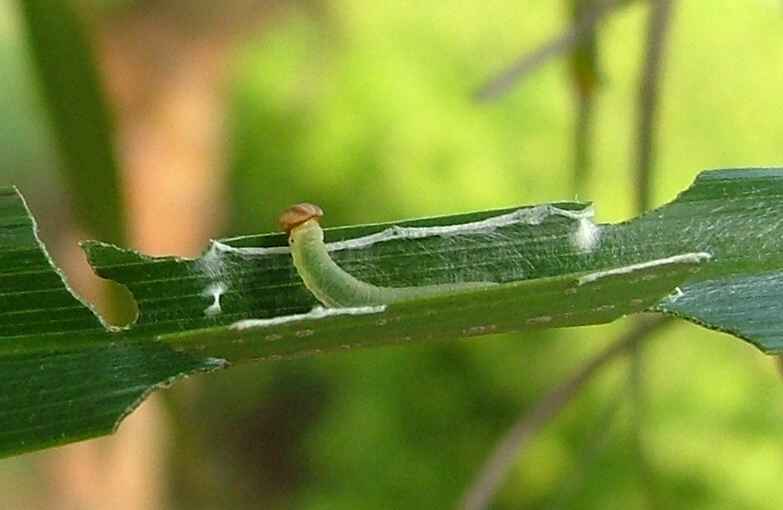 黑星弄蝶若蟲 黑星弄蝶若蟲