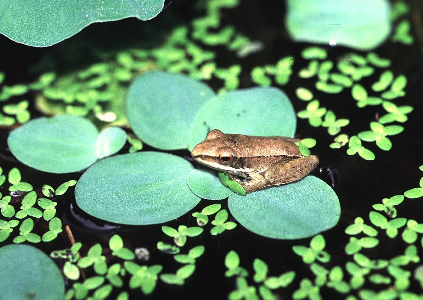 貢德氏赤蛙 貢德氏赤蛙