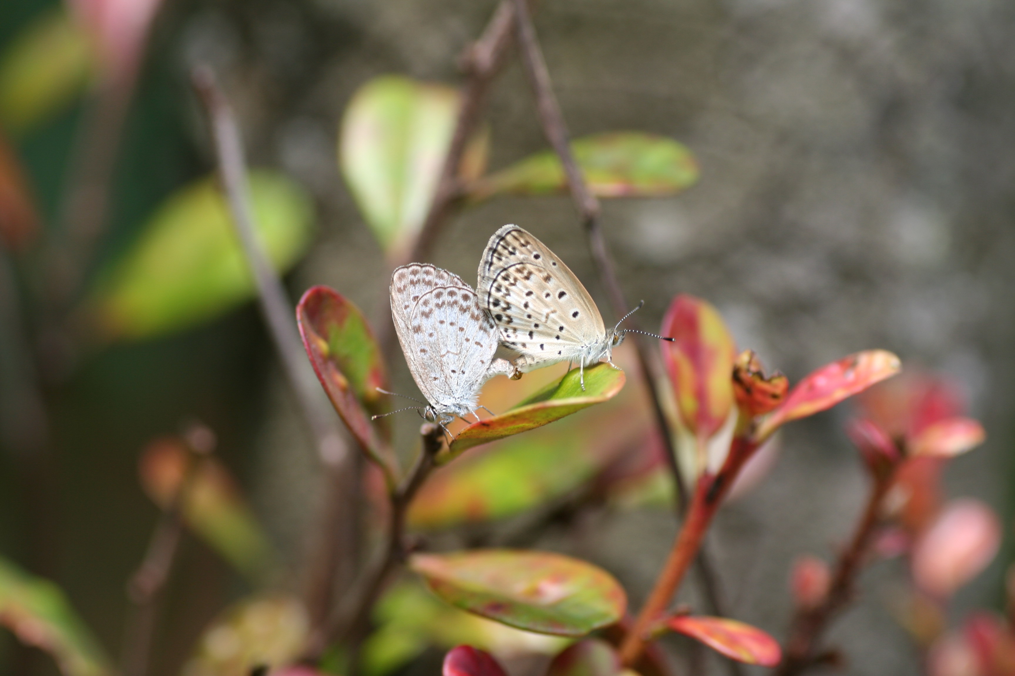 沖繩小灰蝶 沖繩小灰蝶