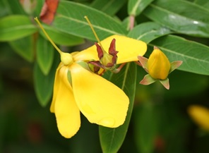 授粉後 花絲已掉落