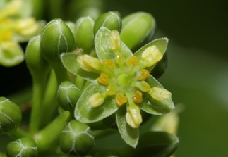 大葉楠花朵微觀