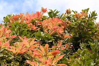 一樹嫣紅的新葉