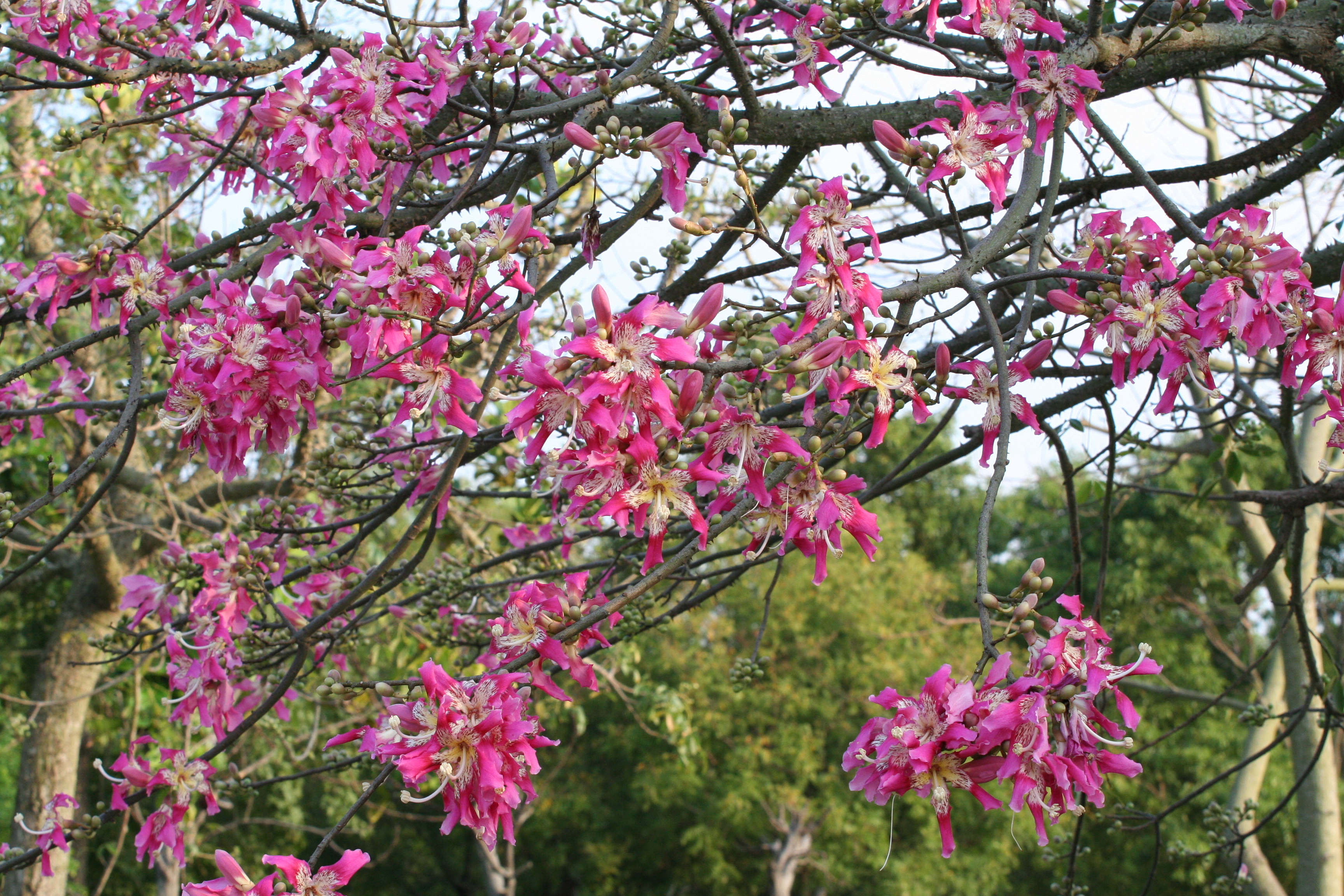 美人樹繁花盛開