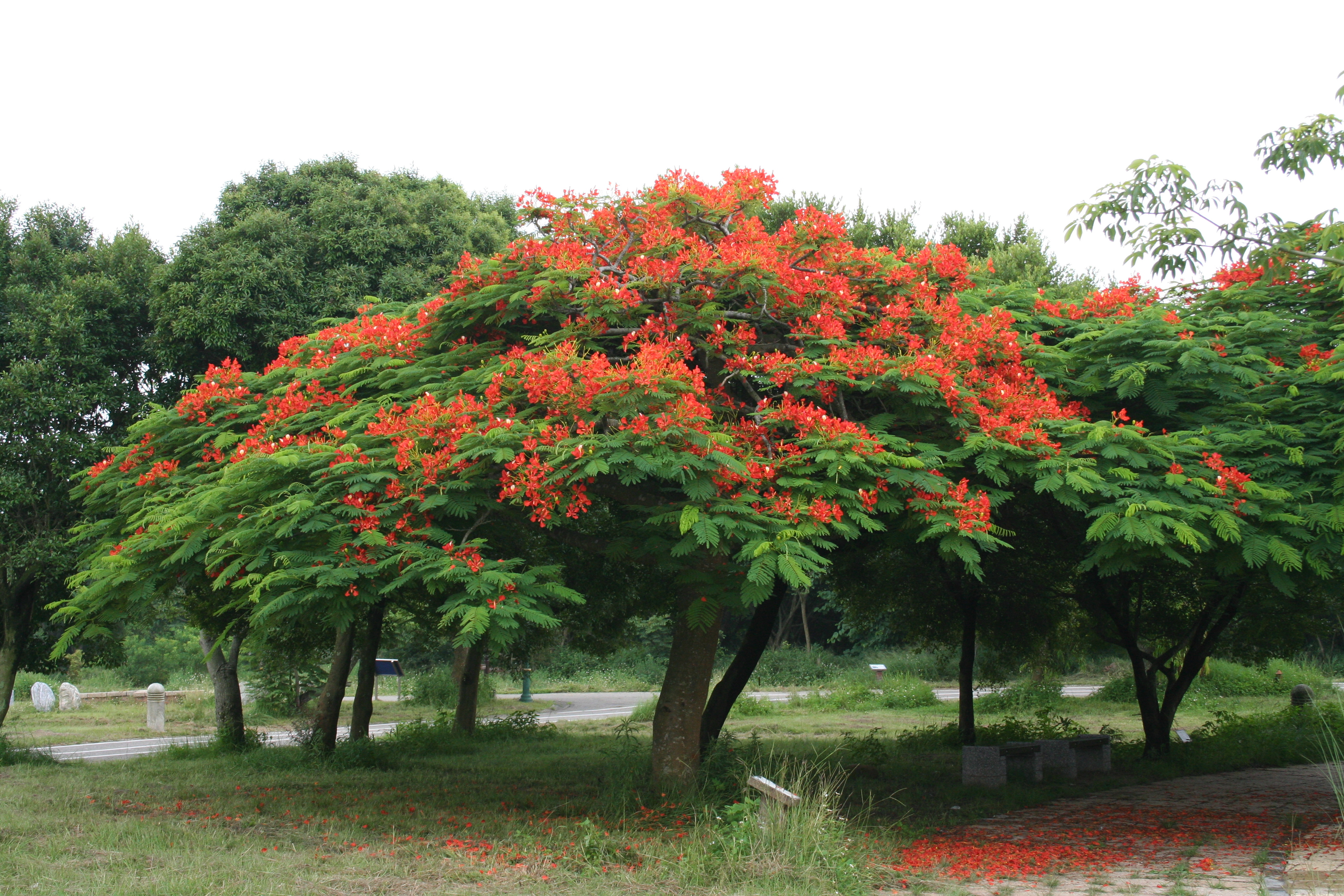 鳳凰木開花