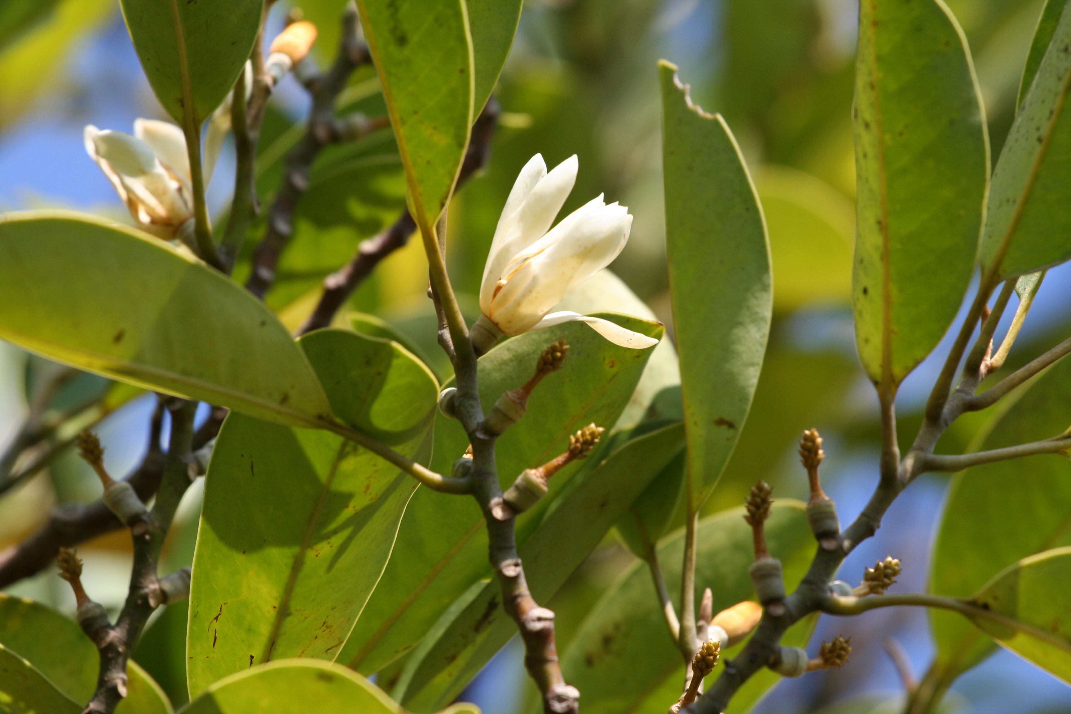 蘭嶼烏心石開花