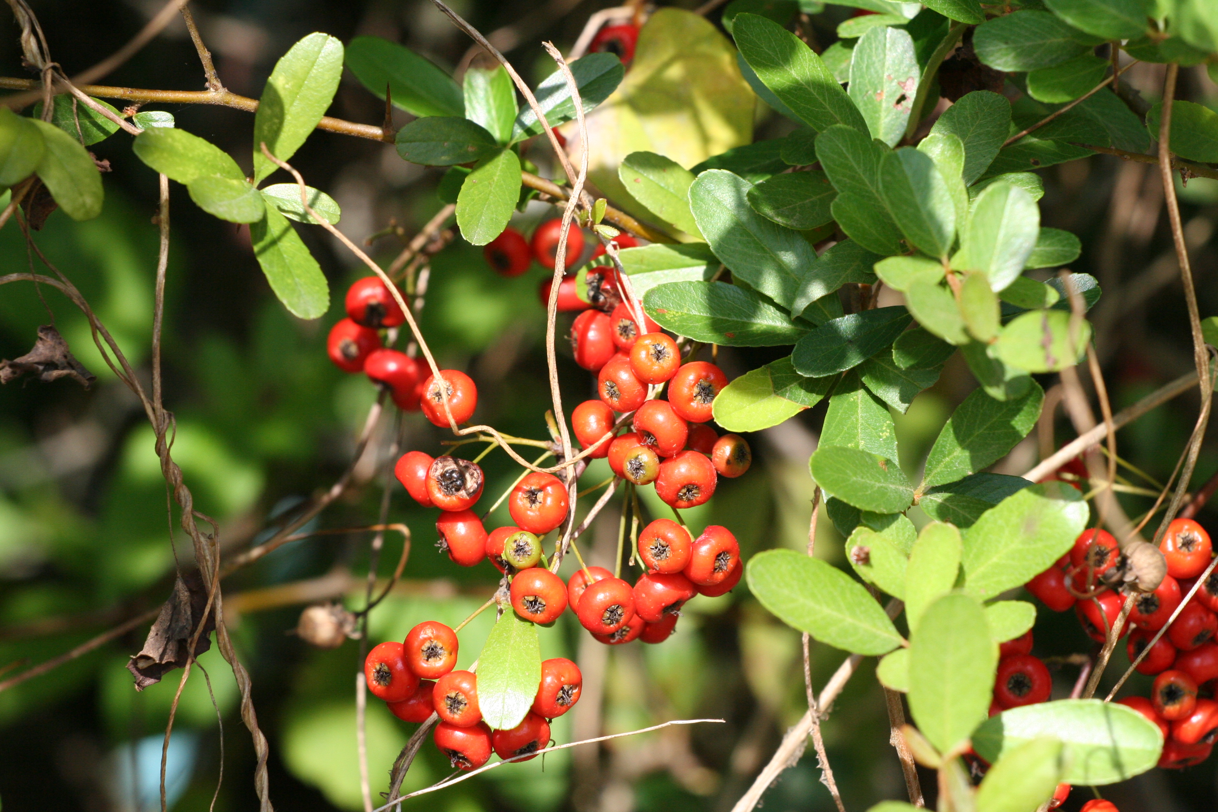 臺東火刺木結果