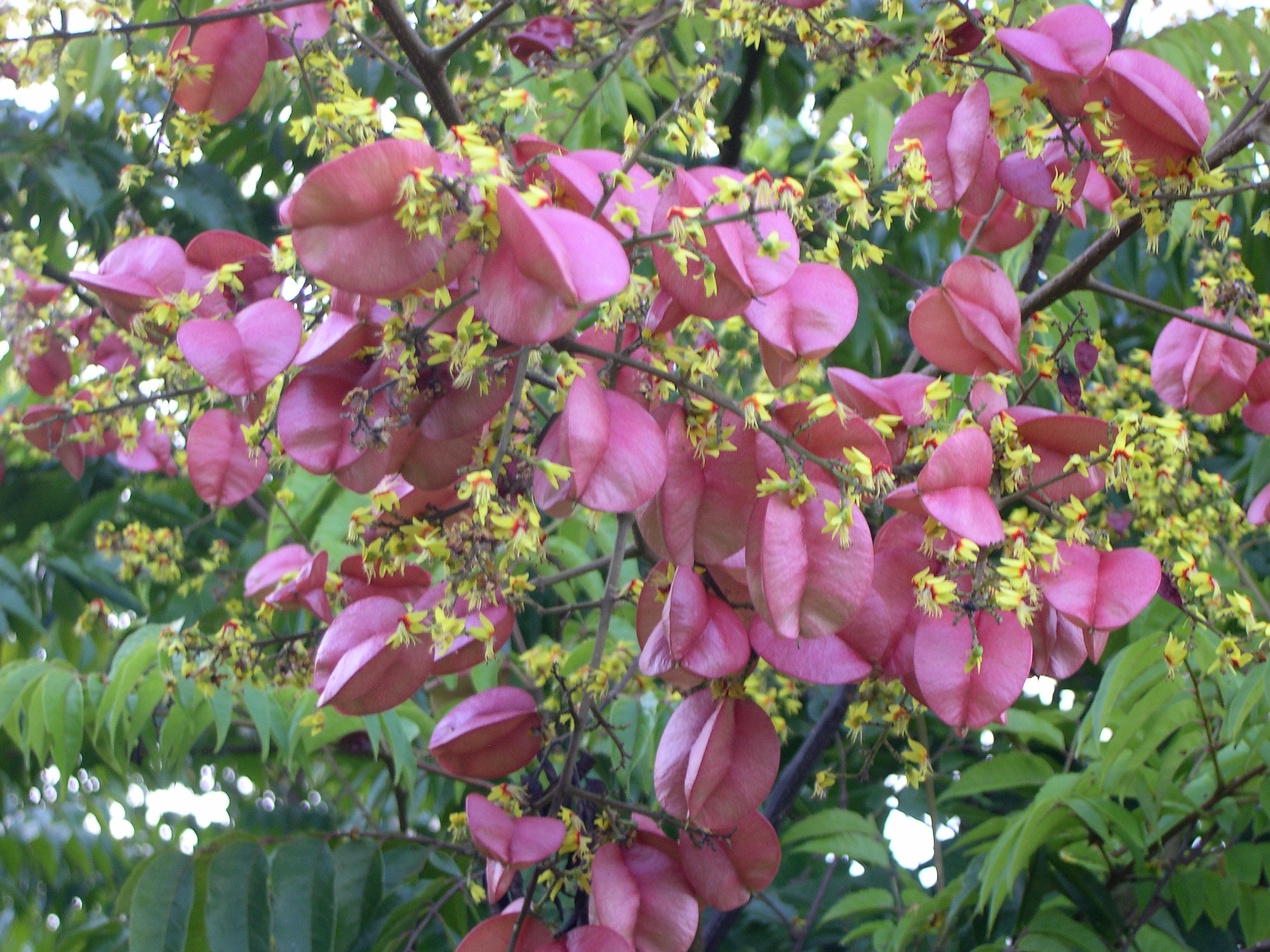 臺灣欒樹開花結果