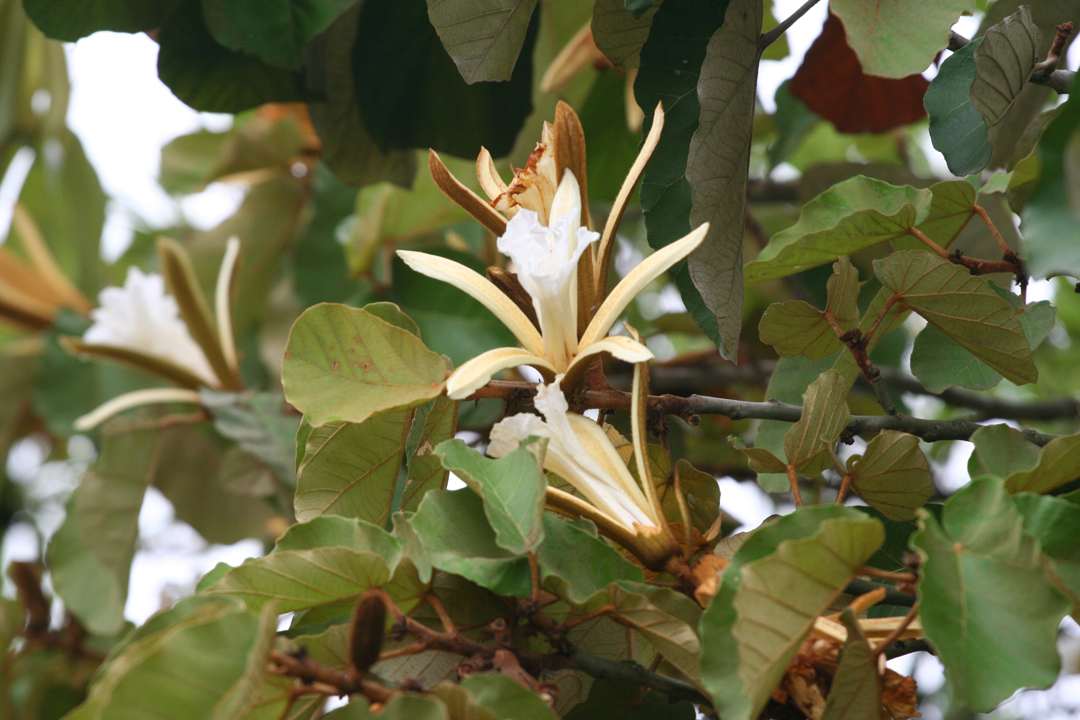 槭葉赤子木開花