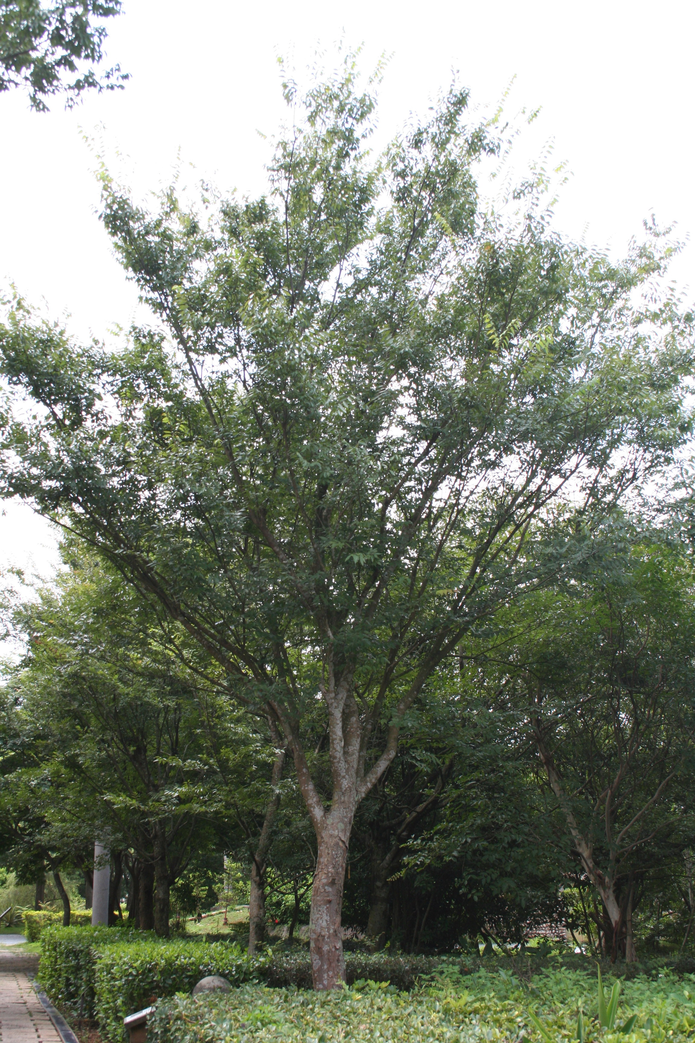 櫸的樹形像倒立的掃帚